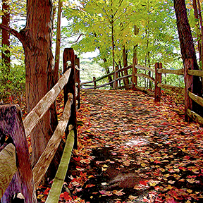 Fall Pathway Photo Painting