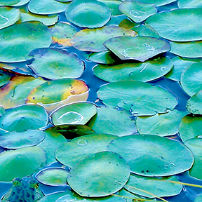 Lily Pads Photo Painting