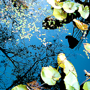 Reflecting Pond Photo Painting