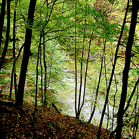 Silhouetted Trees Photo Painting