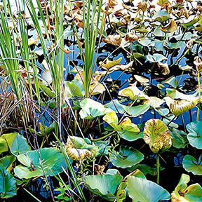 Wetlands Pond Photo Painting